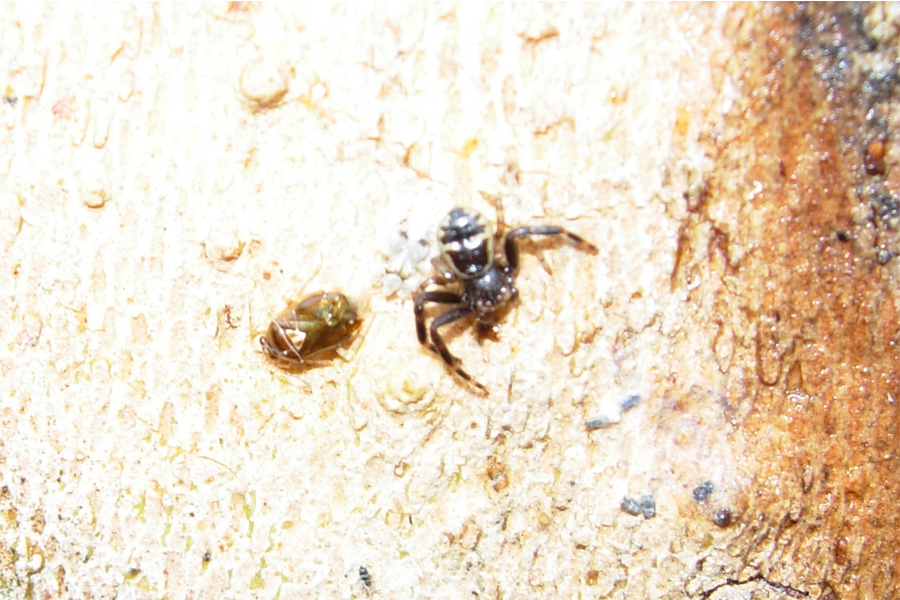 Sotto la corteccia del platano: ragni e pseudoscorpioni